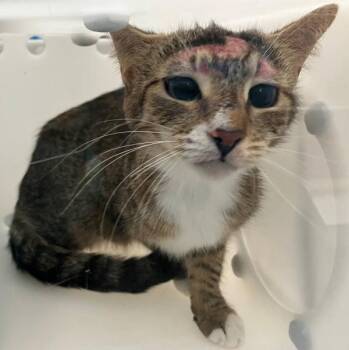 Domestic Short Hair Cats Available for Adoption - Morrigan | PetCurious