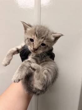 Domestic Short Hair Cats Available for Adoption in Ontario, California - VENUS - NEEDS A FOSTER | PetCurious