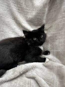 Rescue Domestic Medium Hair Cats for Adoption in Warrenton, North Carolina - HILTON | PetCurious