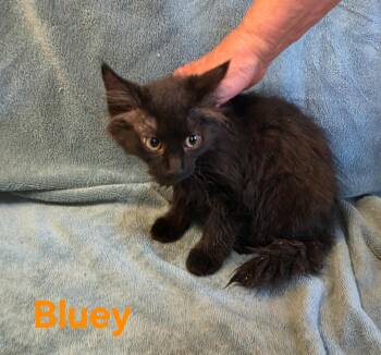 Bluey -  Domestic Short Hair Cat for Adoption in Wheeling, Illinois - Bluey | PetCurious