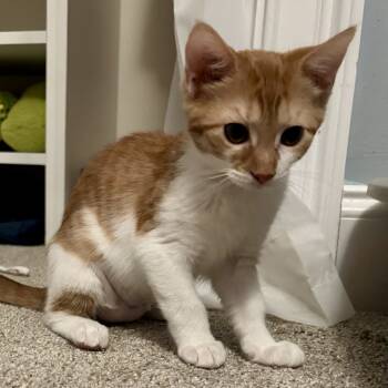 Rescue Domestic Short Hair Cats for Adoption in Knoxville, Tennessee - Louise | PetCurious