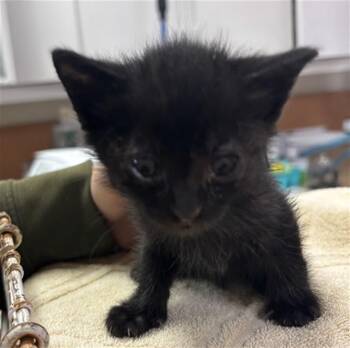 A1048370 -  Domestic Short Hair Cat for Adoption in Martinez, California - A1048370 | PetCurious
