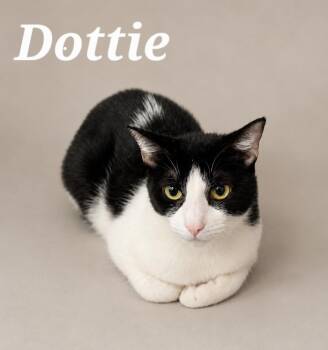 Dottie -  Tuxedo Cat for Adoption in Monroeville, Pennsylvania - Dottie | PetCurious