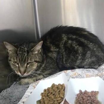 Jasper -  Domestic Short Hair Cat for Adoption in Phoenixville, Pennsylvania - Jasper | PetCurious