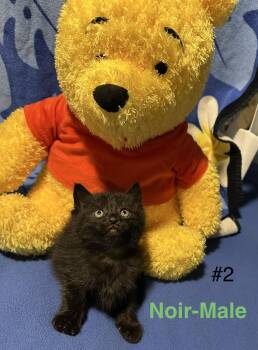 Domestic Medium Hair Cats Available for Adoption - Noir | PetCurious