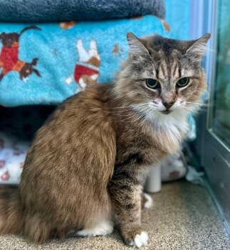 Figgy -  Domestic Long Hair Cat for Adoption in Cape Coral, Florida - Figgy | PetCurious
