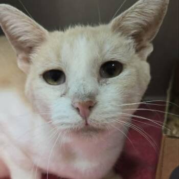 Dottie -  Domestic Short Hair Cat for Adoption in Orange, Virginia - Dottie | PetCurious