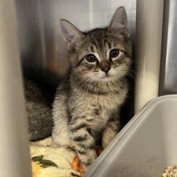 Domestic Short Hair Cats Available for Adoption in Mentor, Ohio - Special Sauce | PetCurious