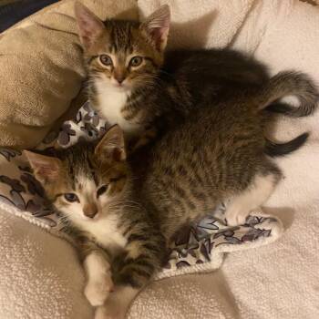 Domestic Short Hair Cats Available for Adoption in Buffalo, Minnesota - Birk | PetCurious