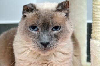 Rescue Siamese Cats for Adoption in Sanford, Florida - Sissy | PetCurious