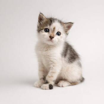 Domestic Short Hair Cats Available for Adoption in Miami, Florida - Chive | PetCurious