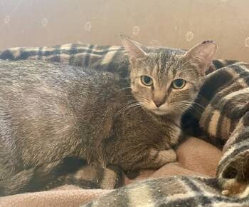 Thin Glizzy -  Domestic Short Hair and Tabby Cat for Adoption in Wilmington, North Carolina - Thin Glizzy | PetCurious