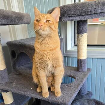 Rescue Domestic Short Hair Cats for Adoption in Nampa, Idaho - Checkers | PetCurious