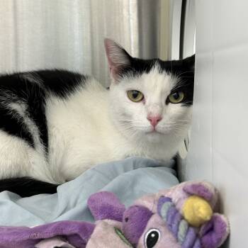 Rescue Domestic Short Hair Cats for Adoption in Lynchburg, Virginia - Zeva | PetCurious