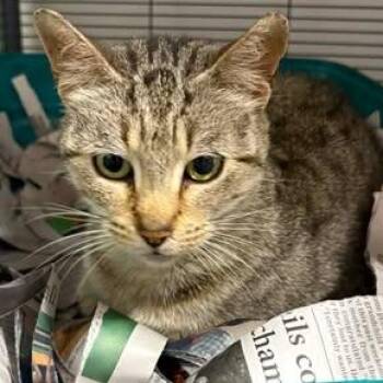 Star -  Domestic Short Hair Cat for Adoption in Washington, District Of Columbia - Star | PetCurious
