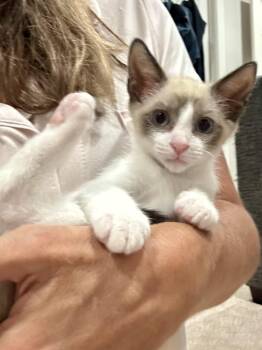 Beanie -  Siamese and Domestic Short Hair Cat for Adoption in Houston, Texas - Beanie | PetCurious