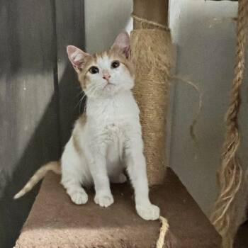 Calvin -  Domestic Short Hair Cat for Adoption in Seven Valleys, Pennsylvania - Calvin | PetCurious