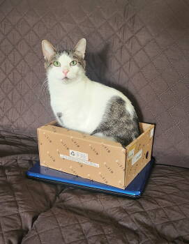 Rescue Domestic Short Hair Cats for Adoption in Minneapolis, Minnesota - Phyllo C4706 | PetCurious