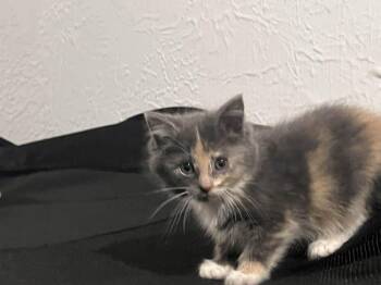 Stephanie -  Dilute Calico Cat for Adoption in Cleveland, Ohio - Stephanie | PetCurious