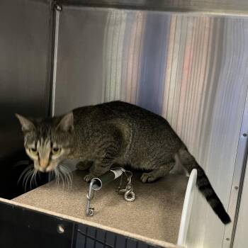 Luke Skywalker -  Domestic Short Hair Cat for Adoption in Greensboro, North Carolina - Luke Skywalker | PetCurious