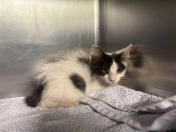 PEACH -  Domestic Short Hair Cat for Adoption in Grand Prairie, Texas - PEACH | PetCurious