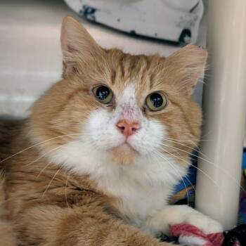 Garnet Greg -  Domestic Short Hair Cat for Adoption in Seattle, Washington - Garnet Greg | PetCurious