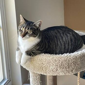 Joffrey -  Tabby Cat for Adoption in Cary, North Carolina - Joffrey | PetCurious