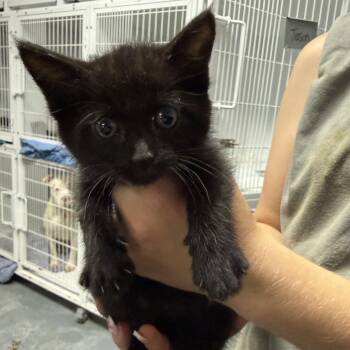 Domestic Short Hair Cats Available for Adoption in Columbia, South Carolina - Layla | PetCurious