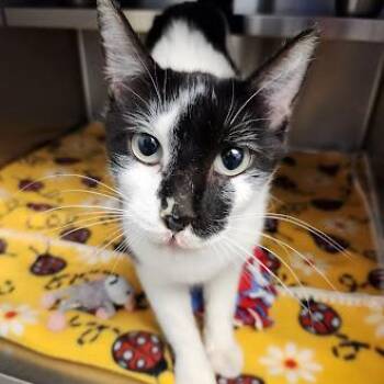 Ernest -  Domestic Short Hair Cat for Adoption in Liberty, Missouri - Ernest | PetCurious
