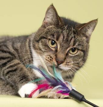 Mandy -  Domestic Short Hair Cat for Adoption in Chicago, Illinois - Mandy | PetCurious