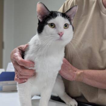 Dice -  Domestic Short Hair Cat for Adoption in Canton, Illinois - Dice | PetCurious
