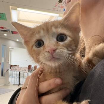 Peachie -  Domestic Short Hair Cat for Adoption in Indianapolis, Indiana - Peachie | PetCurious