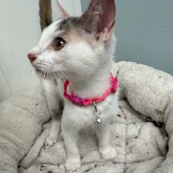 Marigold -  Domestic Short Hair Cat for Adoption in Bentonville, Arkansas - Marigold | PetCurious
