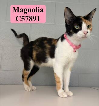 Magnolia -  Domestic Short Hair Cat for Adoption in Clarksville, Tennessee - Magnolia | PetCurious