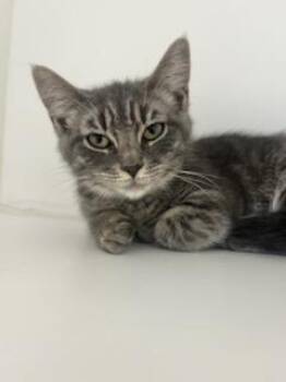 Ruthie (ID 51749) -  Domestic Short Hair Cat for Adoption in Manassas, Virginia - Ruthie (ID 51749) | PetCurious