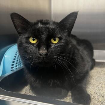 Rescue Domestic Short Hair Cats for Adoption in Fort Wayne, Indiana - Kingsley | PetCurious