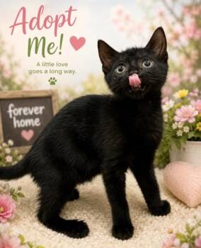 Bradford -  Domestic Short Hair Cat for Adoption in North Babylon, New York - Bradford | PetCurious