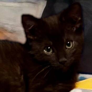Victor -  Domestic Short Hair Cat for Adoption in Houghton Lake, Michigan - Victor | PetCurious