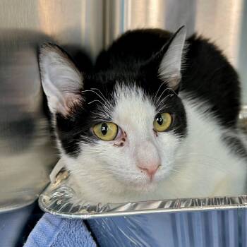 Rescue Domestic Short Hair Cats for Adoption in Matteson, Illinois - Battra | PetCurious