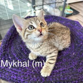 Mykhal -  Domestic Short Hair Cat for Adoption in Stoughton, Wisconsin - Mykhal | PetCurious
