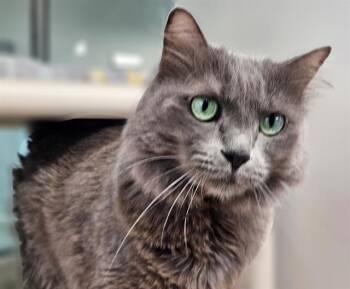 Domestic Medium Hair Cats Available for Adoption - ASHESS | PetCurious