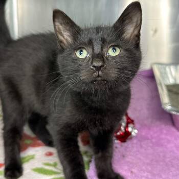 Jaffar -  Domestic Short Hair Cat for Adoption in Matteson, Illinois - Jaffar | PetCurious
