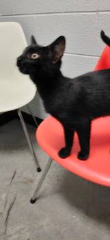 Blanch -  Domestic Short Hair Cat Available for Adoption in Henderson, North Carolina - Blanch | PetCurious