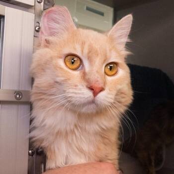 Domestic Long Hair Cats Available for Adoption in Seattle, Washington - Saleo (and Scout) | PetCurious