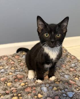 Wesley -  Tuxedo and Domestic Short Hair Cat for Adoption in Georgetown, Kentucky - Wesley | PetCurious