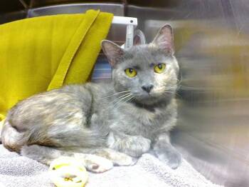 CIRCE -  Domestic Short Hair Cat for Adoption in Omaha, Nebraska - CIRCE | PetCurious