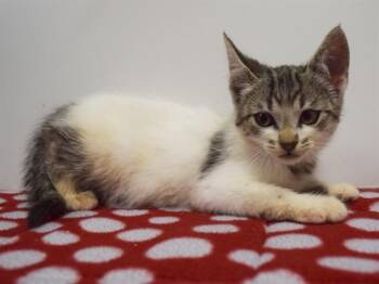POTHOS -  Domestic Short Hair Cat for Adoption in Sacramento, California - POTHOS | PetCurious