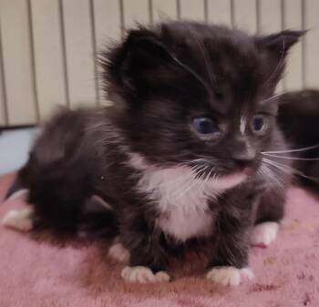 Domestic Short Hair Cats Available for Adoption in Virginia Beach, Virginia - Haiku | PetCurious