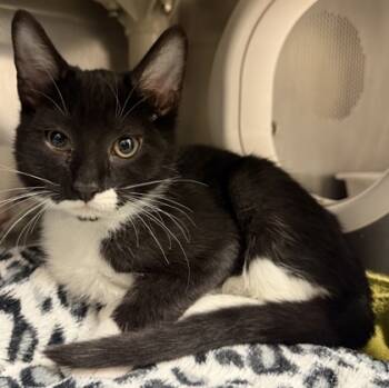 Rescue Domestic Short Hair Cats for Adoption in Eugene, Oregon - Fog | PetCurious