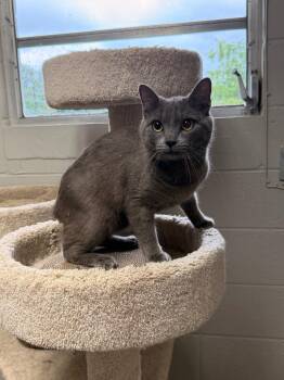 Manx Cats Available for Adoption in Newnan, Georgia - *Lil Homie | PetCurious